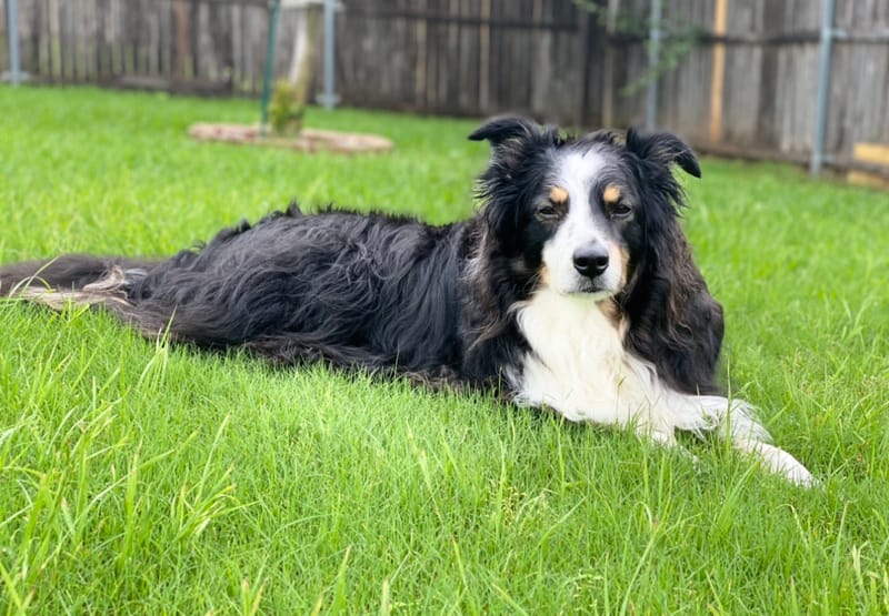 Devout Lover of Language Meet RTC Proofreader Adrian Bumgarner dog