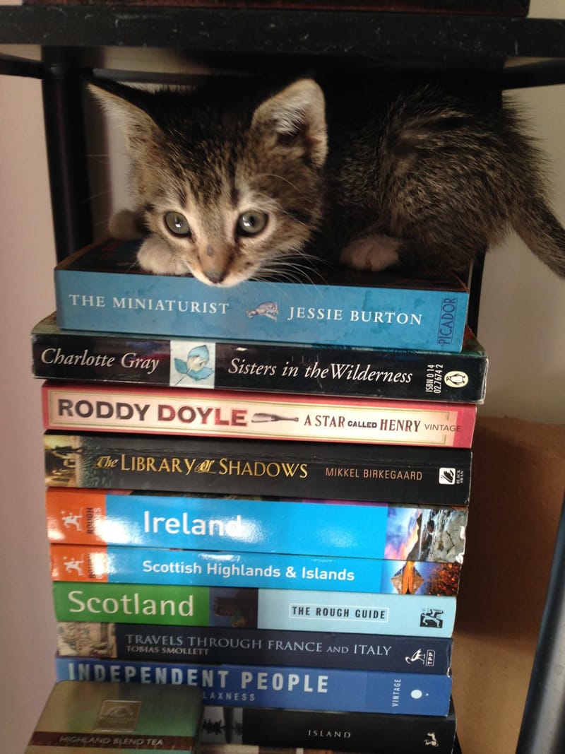 Error Excavator and Beloved Introvert Meet Sheila Harris RTC Proofreader cat on books
