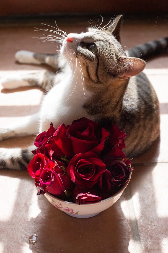 Exquisite Editor and Wise Writer Meet RTC Editor Katherine Catmull cat with roses